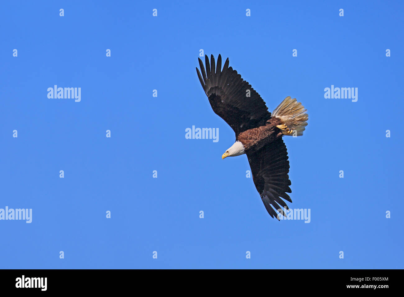 El águila calva americana (Haliaeetus leucocephalus), volando en el cielo azul, el Canadá, Vancouver Island Foto de stock