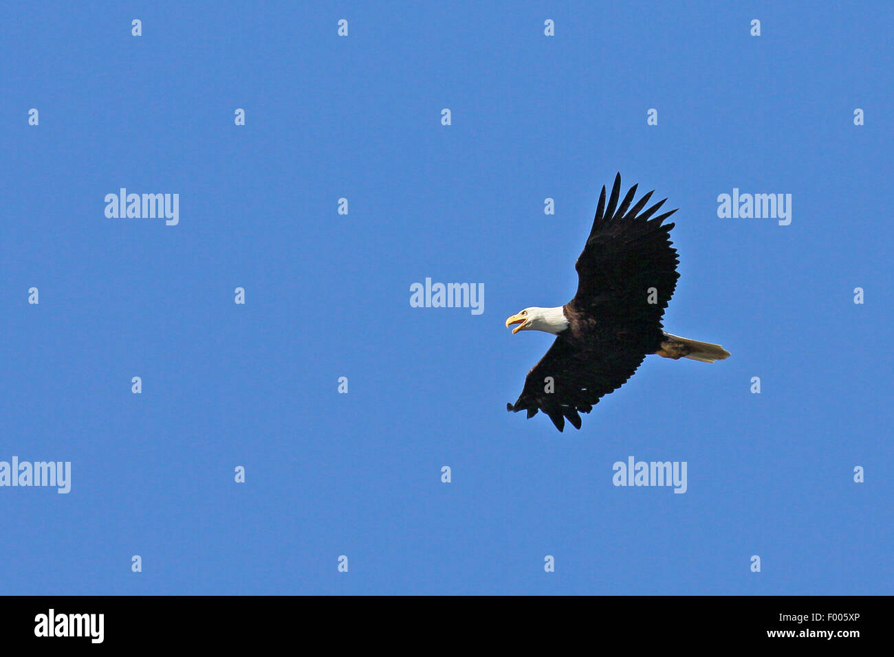 El águila calva americana (Haliaeetus leucocephalus), volando en el cielo azul y llamando, Canadá, Vancouver Island Foto de stock