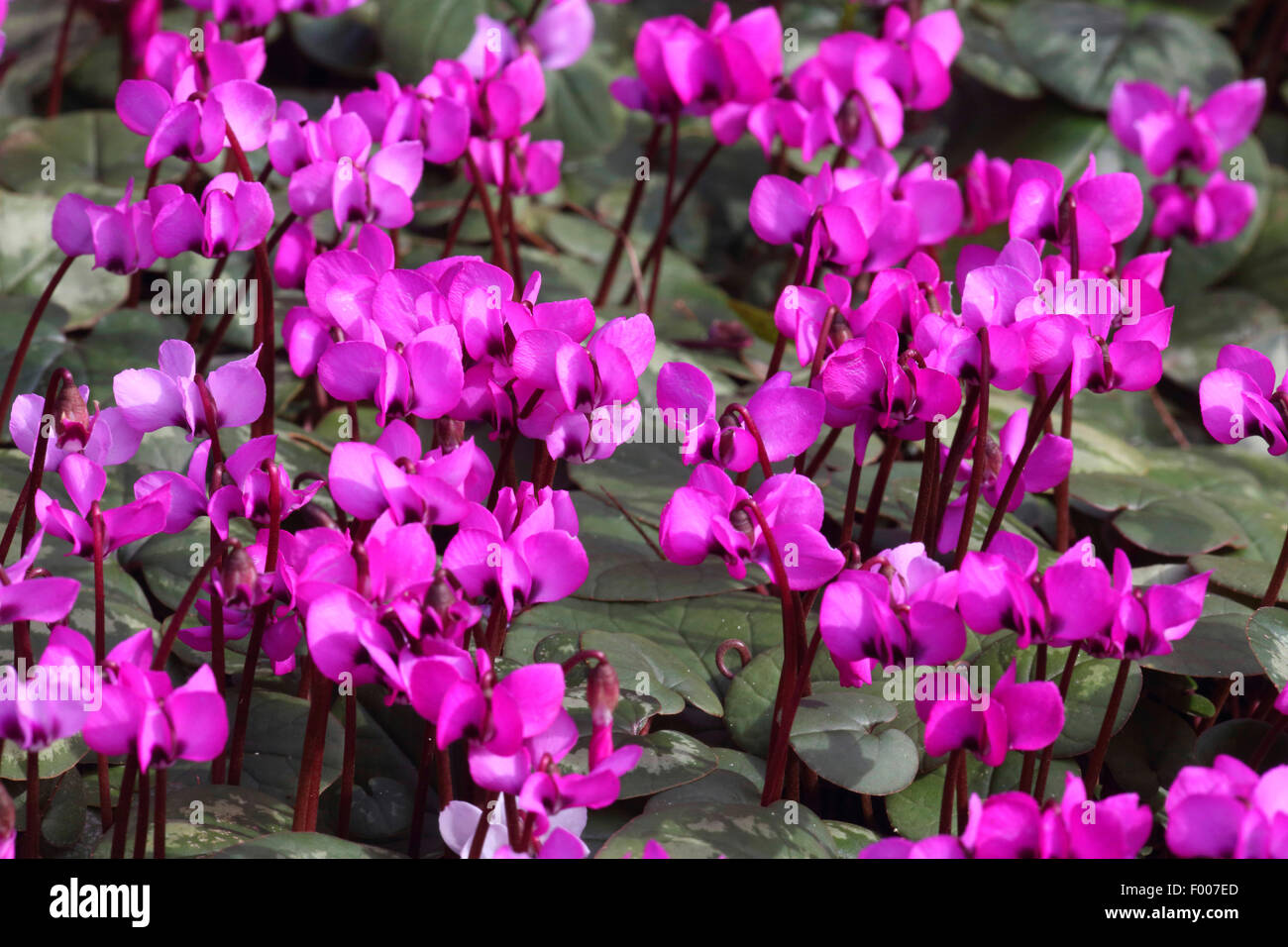Este ciclamen (Cyclamen coum), floreciendo Foto de stock