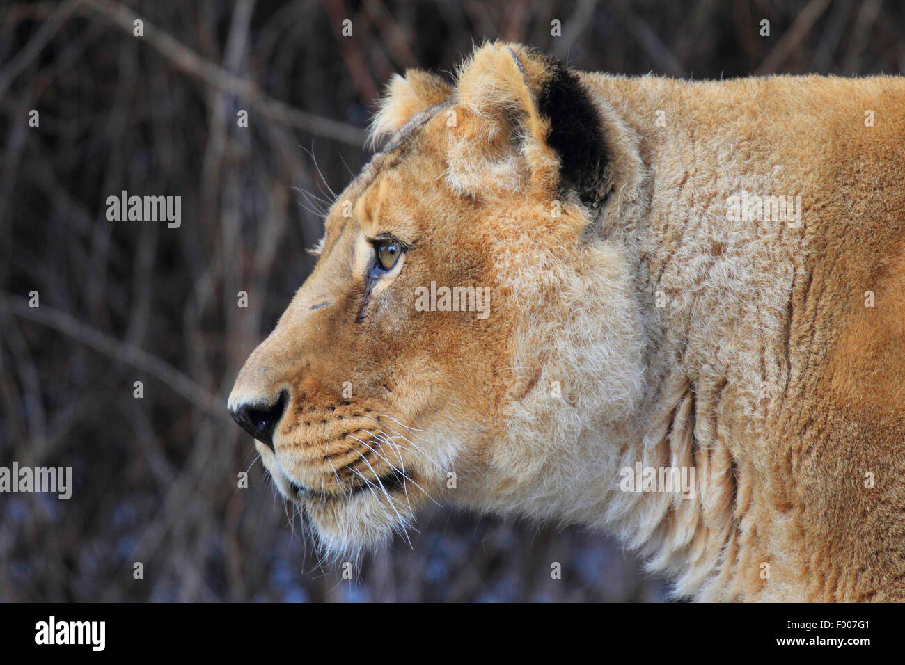 León asiático (Panthera leo persica goojratensis), retrato de una leona Foto de stock
