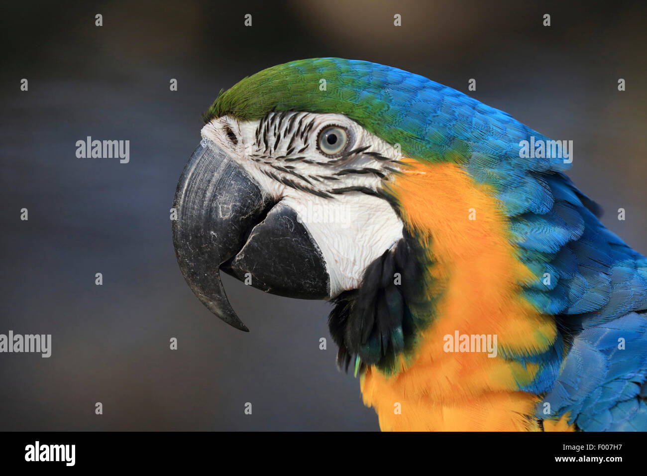 Guacamayo azul y amarillo, guacamayo azul y oro, azul y oro, el guacamayo azul y amarillo guacamayo (Ara ararauna), Retrato Foto de stock