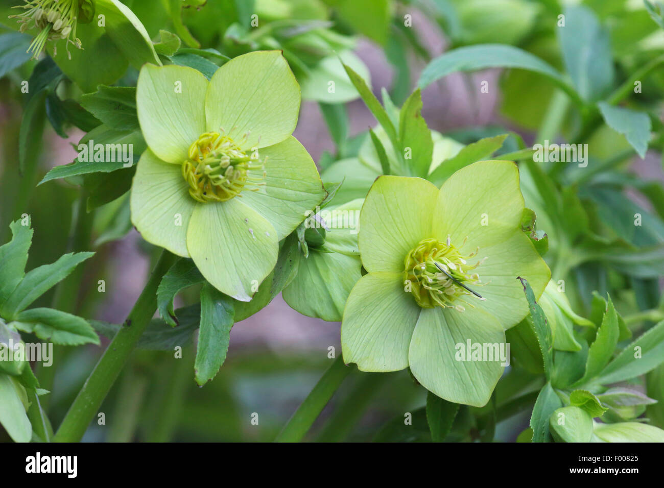 (Hellebore Helleborus spec.), flor Foto de stock