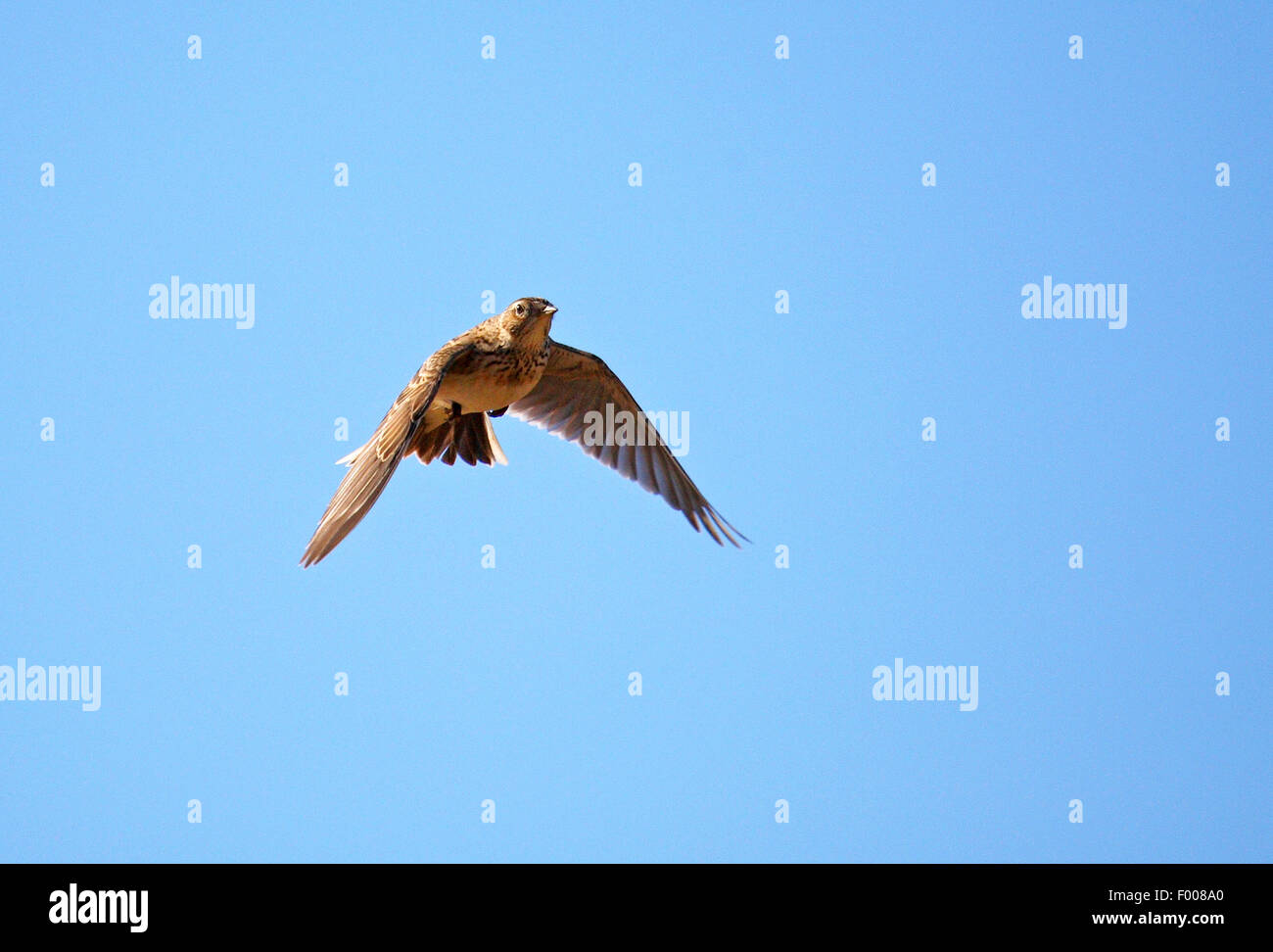 Sky lark euroasiático (Alauda arvensis), en vuelo, Alemania Foto de stock
