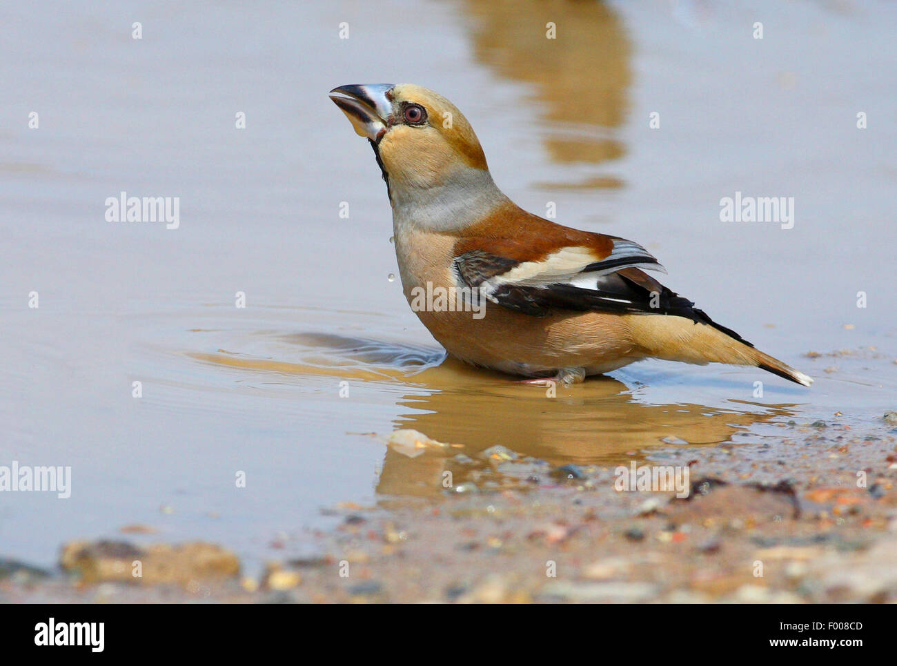 Hawfinch (Coccothraustes coccothraustes), macho bañarse en un charco, Alemania Foto de stock