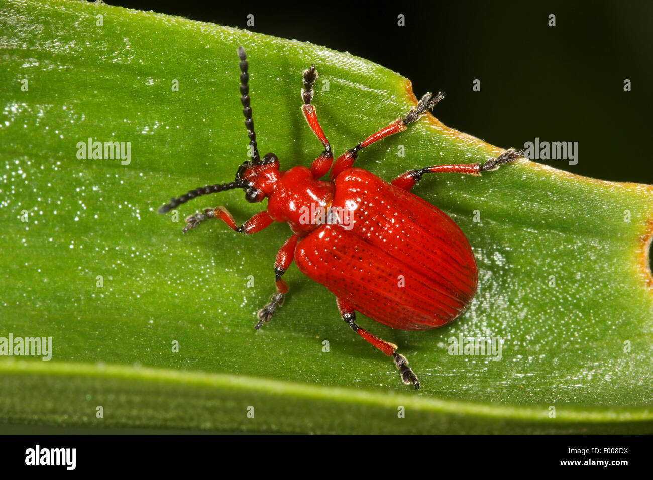 Escarabajo de hoja brillante (Lilioceris merdigera), sentada sobre una hoja, Alemania Foto de stock