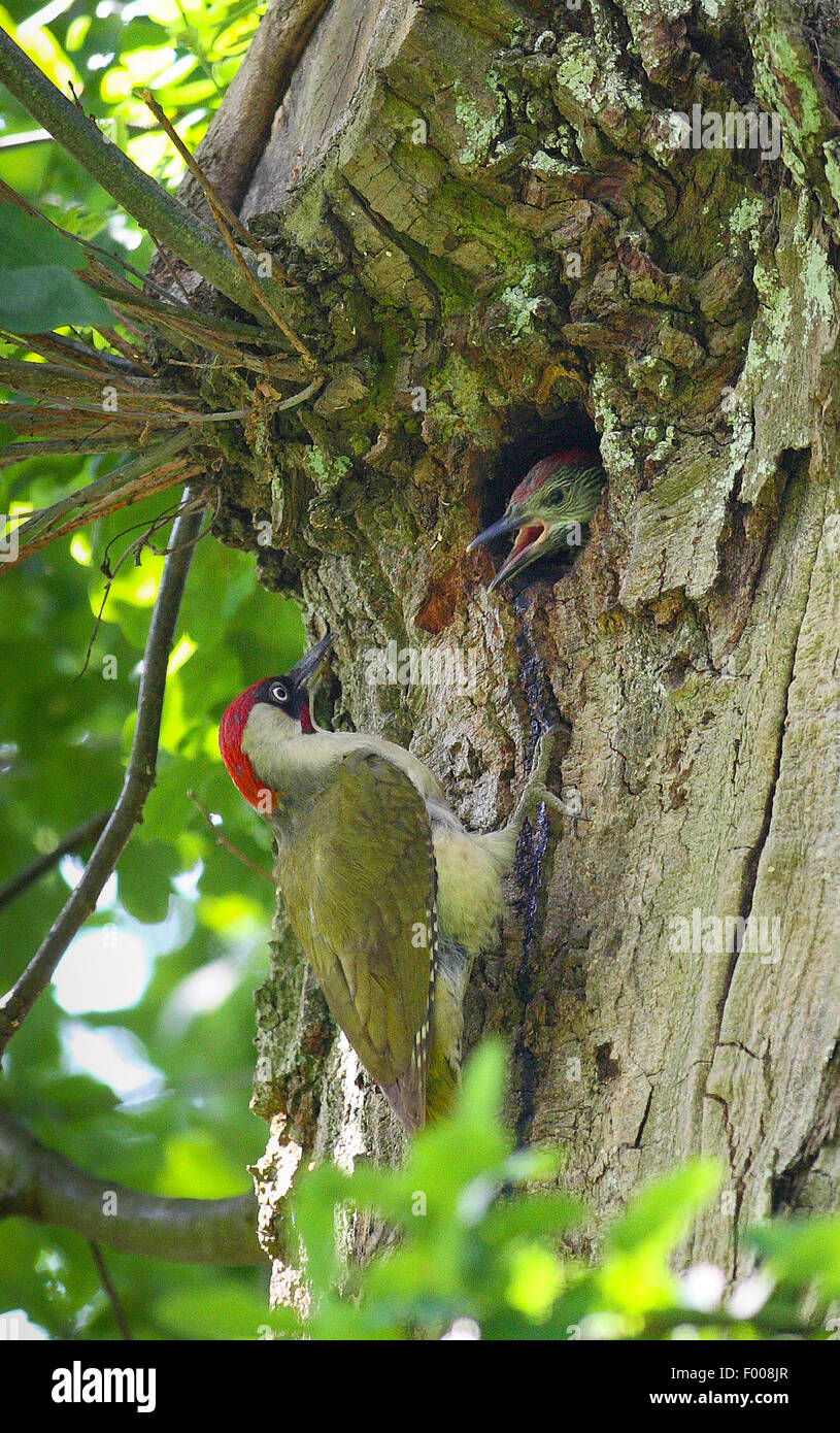 Pájaro carpintero verde (Picus viridis), hombres sentados en la cavidad con la mendicidad fledgeling woodpecker, Alemania Foto de stock