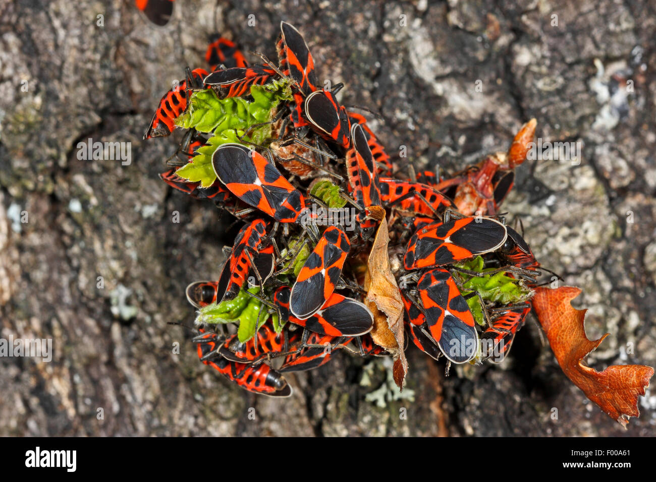 Tierra, Lygaeid Bug bug (Tropidothorax leucopterus), muchos imagos en una pequeña planta, Alemania Foto de stock