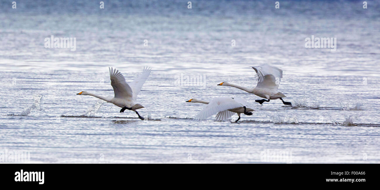 Cisnes cantores (Cygnus cygnus), tres cisnes desde el agua, Alemania, Baviera, el lago Chiemsee Foto de stock