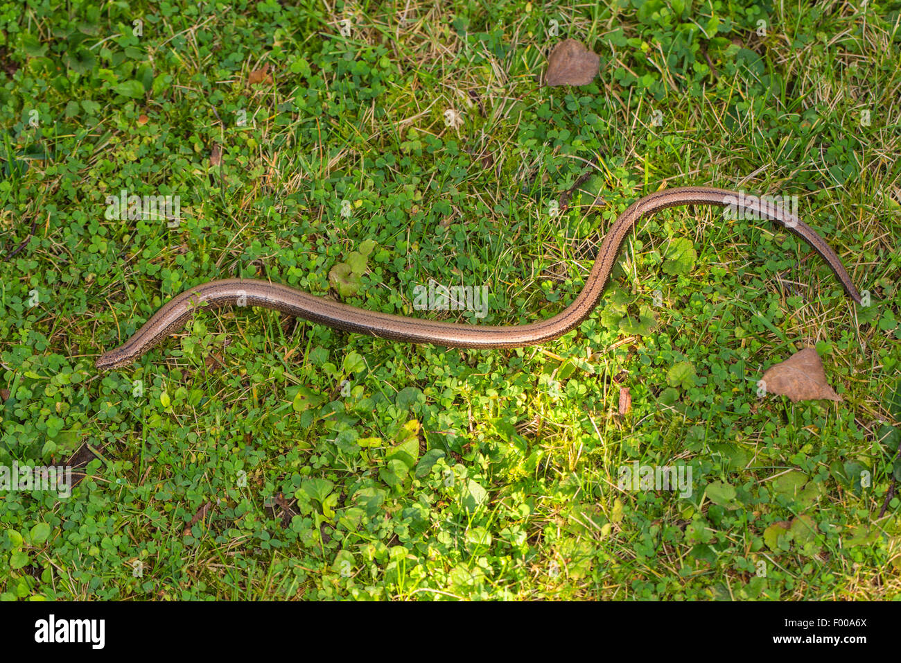 Unión lento, lento blindworm worm (gusano "Sanguis fragilis), gatear en un prado, Alemania, Baviera, Isental Foto de stock
