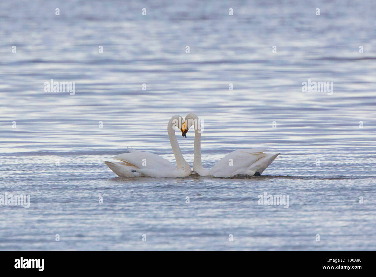 Cisnes cantores (Cygnus cygnus), cortejando a pareja en el agua, en Alemania, en Baviera, el lago Chiemsee Foto de stock