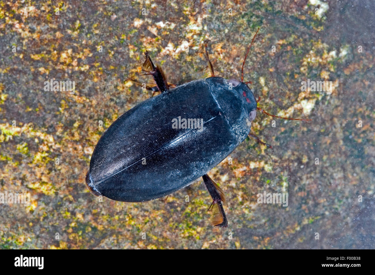 Escarabajo de agua (Meladema coriaceum, Meladema coriacea), en agua clara Foto de stock