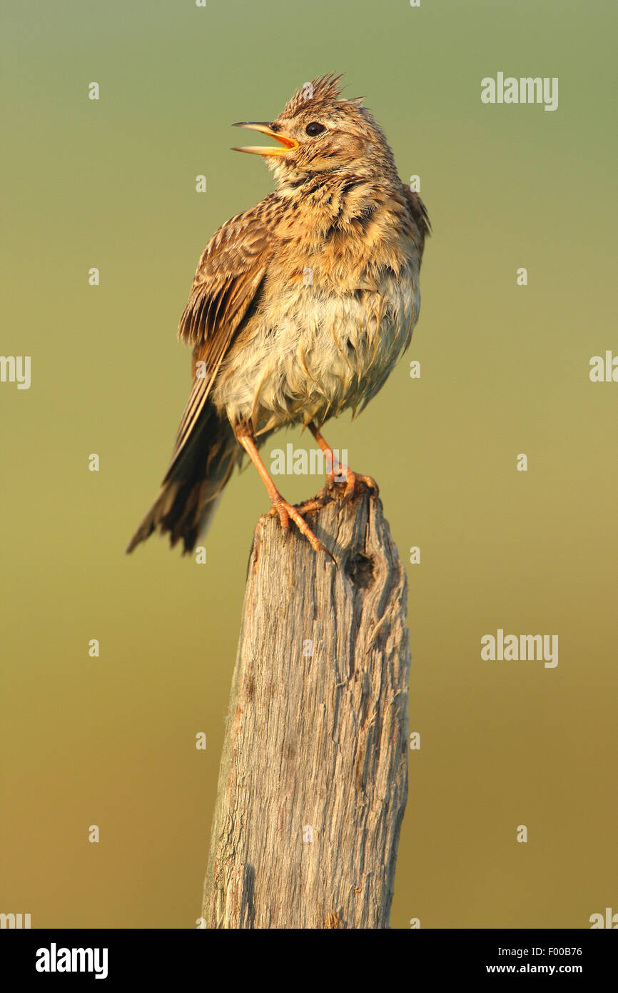 Sky lark euroasiático (Alauda arvensis), cantando en un pilar de madera, Bélgica Foto de stock