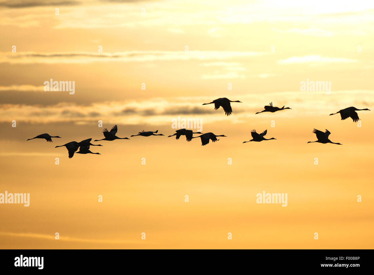 Grulla común euroasiático, grulla (Grus grus), aportan en vuelo al amanecer en otoño, la migración de las aves, Francia Foto de stock