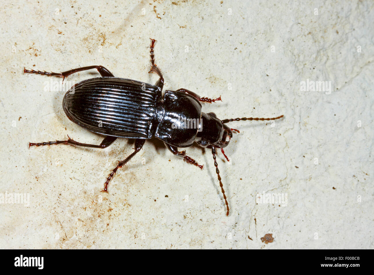 Caras paralelas (escarabajo de tierra parallelepipedus Abax Abax, ater), sobre el terreno, Alemania Foto de stock