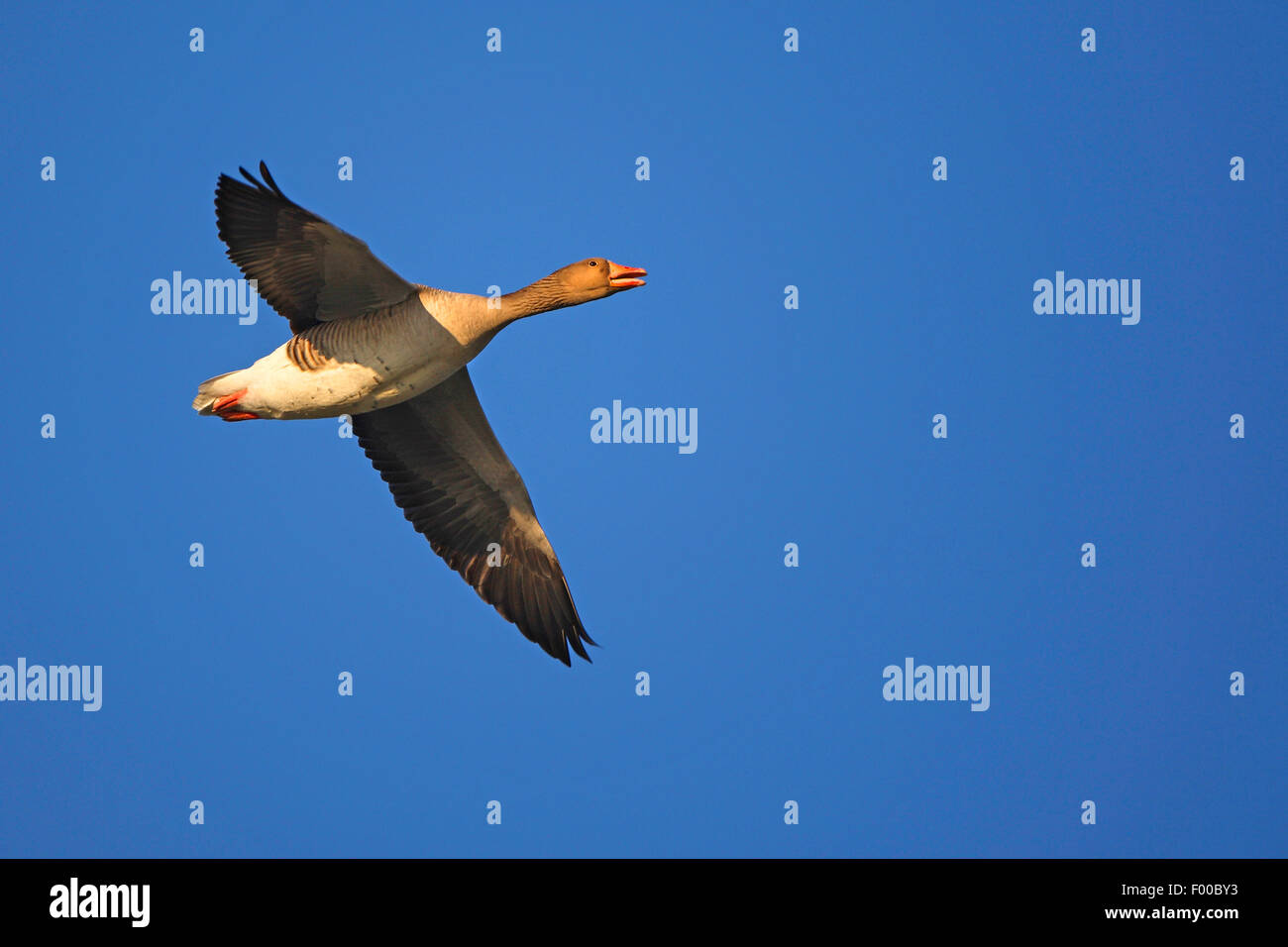 De fachada blanca ganso (Anser albifrons), volando en el cielo azul, Bélgica Foto de stock
