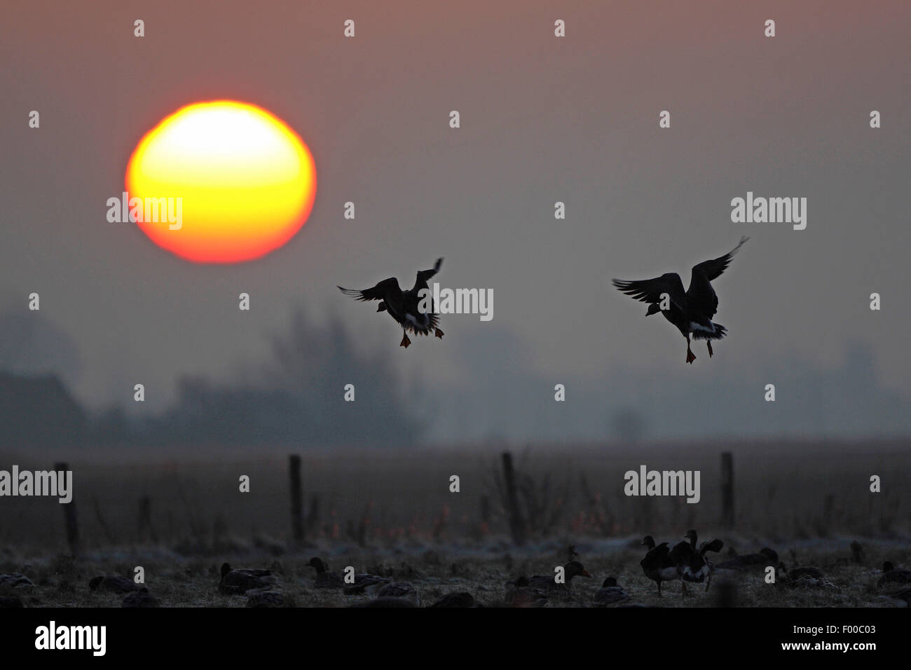 De fachada blanca ganso (Anser albifrons), dos gansos aterrizar en un campo al amanecer, Bélgica Foto de stock