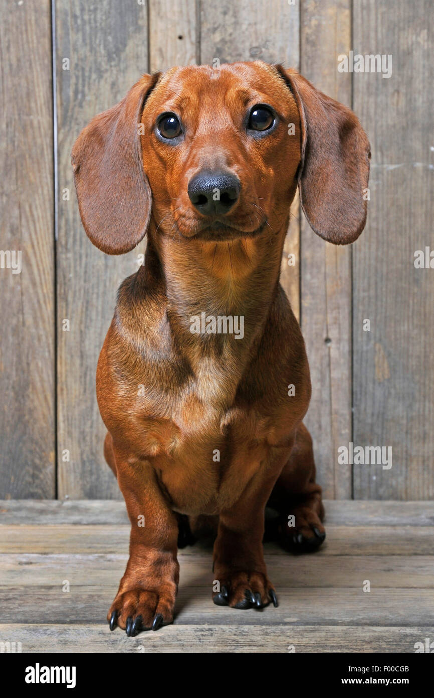 Teckel de pelo corto, de pelo corto, perro salchicha perro doméstico (Canis lupus familiaris) f., macho perro sentado sobre tablas de madera Foto de stock