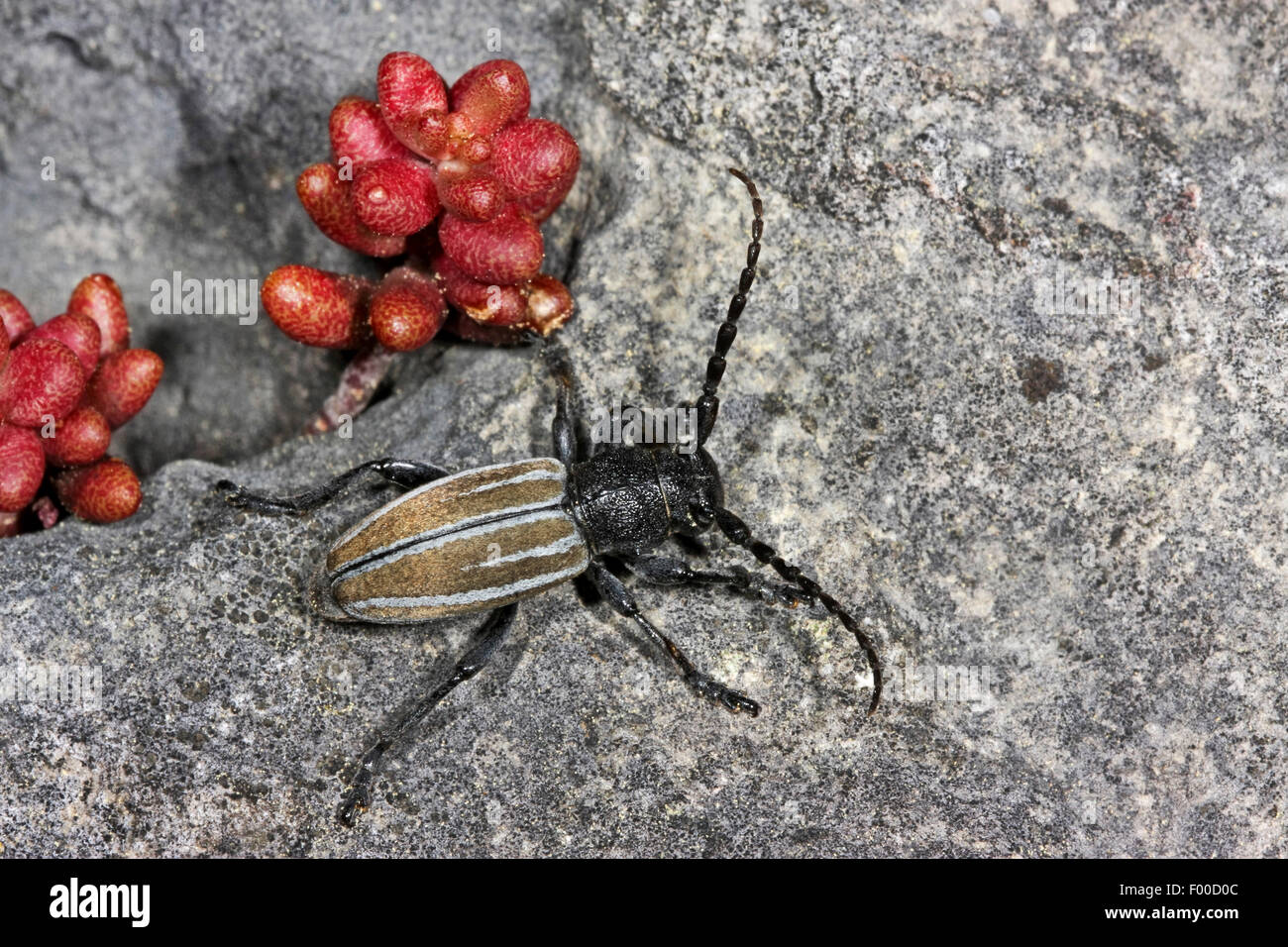 Se alimentan de pasto, voladora escarabajo Escarabajo (Longhorn Dorcadion fuliginator, Iberodorcadion fuliginator), sobre una piedra, Alemania Foto de stock