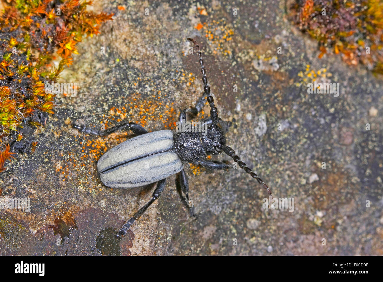 Se alimentan de pasto, voladora escarabajo Escarabajo (Longhorn Dorcadion fuliginator, Iberodorcadion fuliginator), sobre una piedra, Alemania Foto de stock