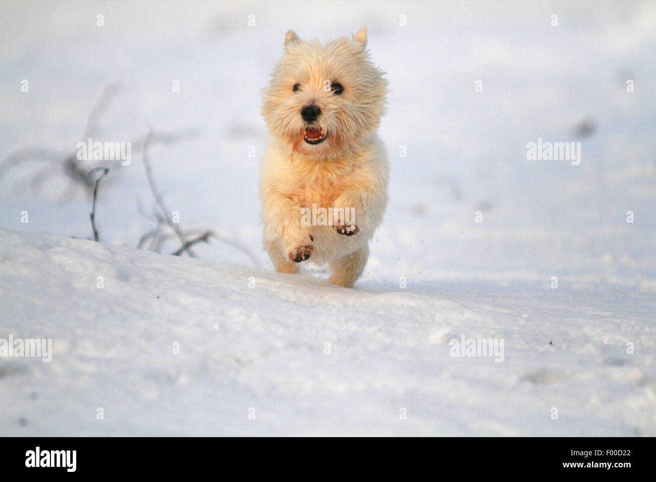 West Highland White Terrier, Westie (Canis lupus familiaris) f., frolicing de buen humor en la nieve, Alemania Foto de stock