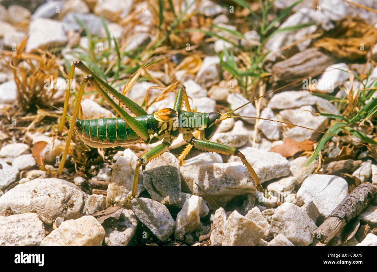 Depredador, depredador Bush-Cricket Bush Cricket (Saga hellenica), macho, Grecia Foto de stock