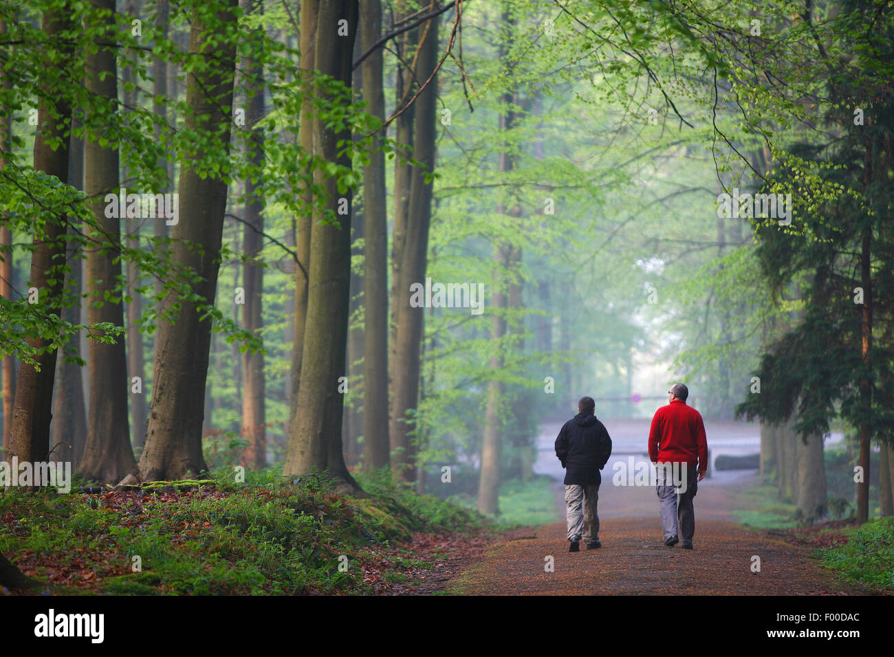 Dos caminantes en el bosque de hayas, Bélgica, Hallerbos Foto de stock