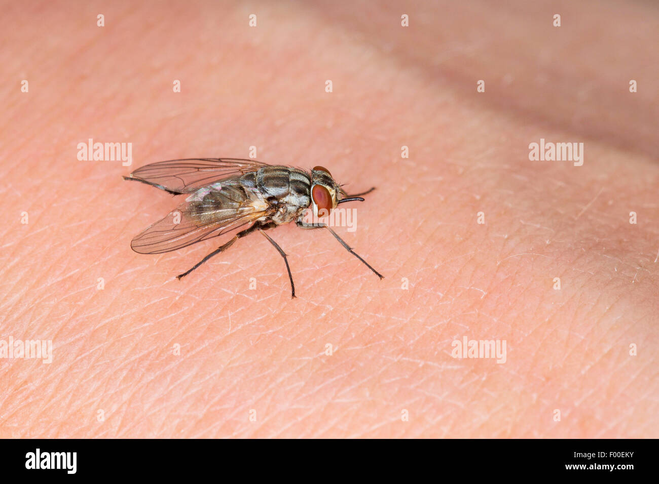Mosca de los establos, perro volar, picadura de mosca común (Stomoxys calcitrans), en la piel humana. Foto de stock