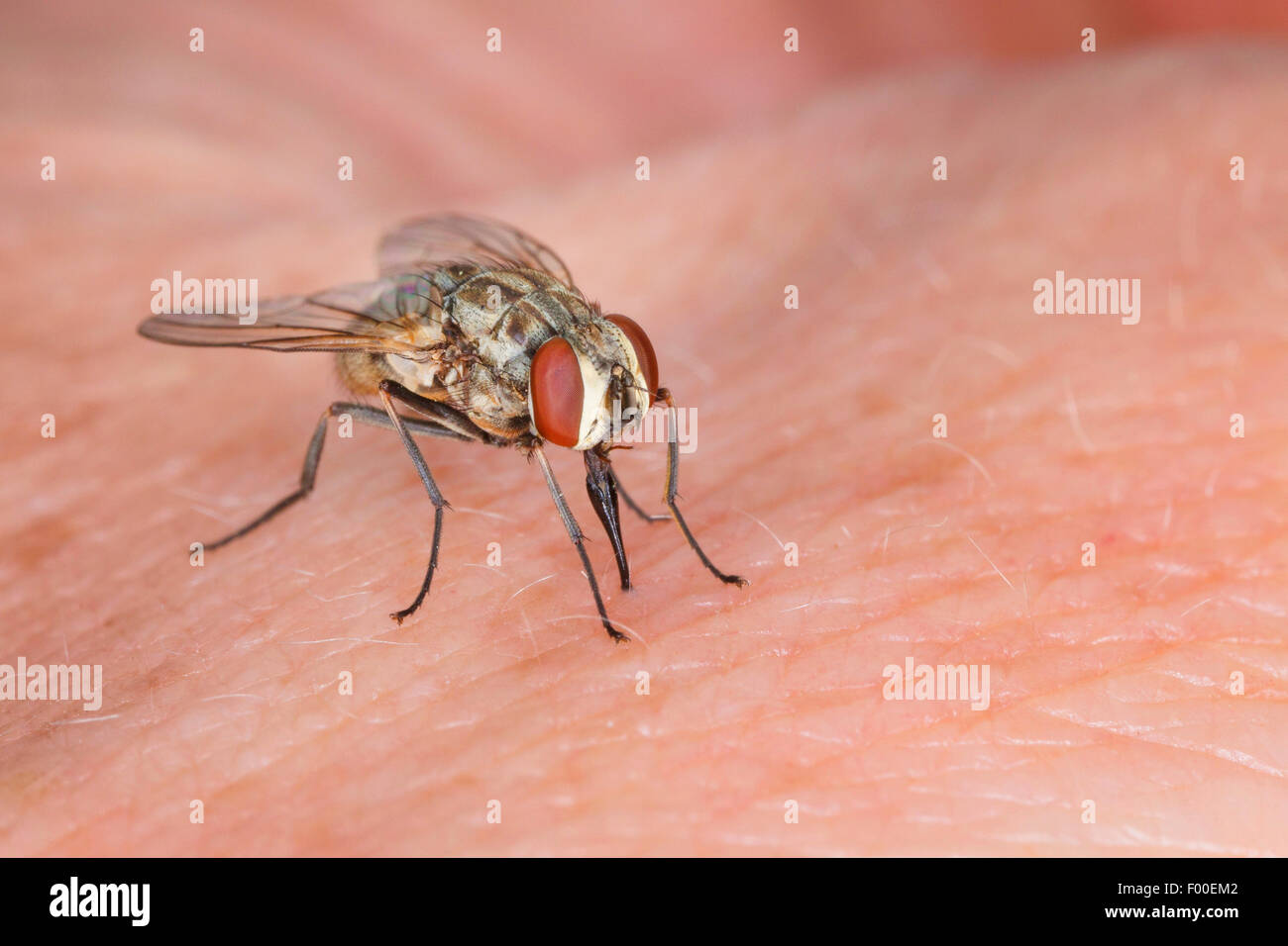 Mosca de los establos, perro volar, picadura de mosca común (Stomoxys calcitrans), en la piel humana. Foto de stock