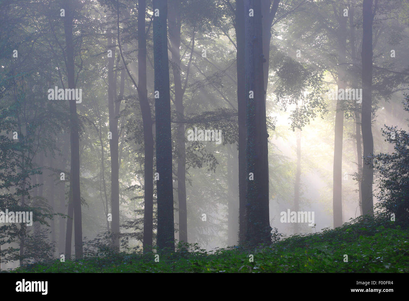 Comunes De haya (Fagus sylvatica), bosque de hayas en la niebla, Bélgica Ardennes, Beukenbos Foto de stock