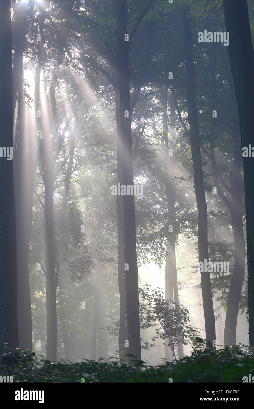 Comunes De haya (Fagus sylvatica), bosque de hayas en la niebla, Bélgica Ardennes, Beukenbos Foto de stock