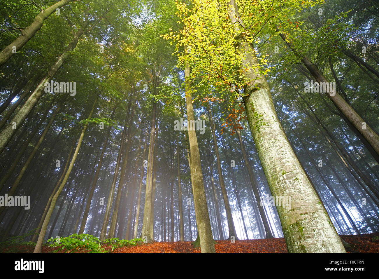 Comunes De haya (Fagus sylvatica), bosque de hayas en otoño, gusanos eye view, Bélgica Ardennes, Beukenbos Foto de stock