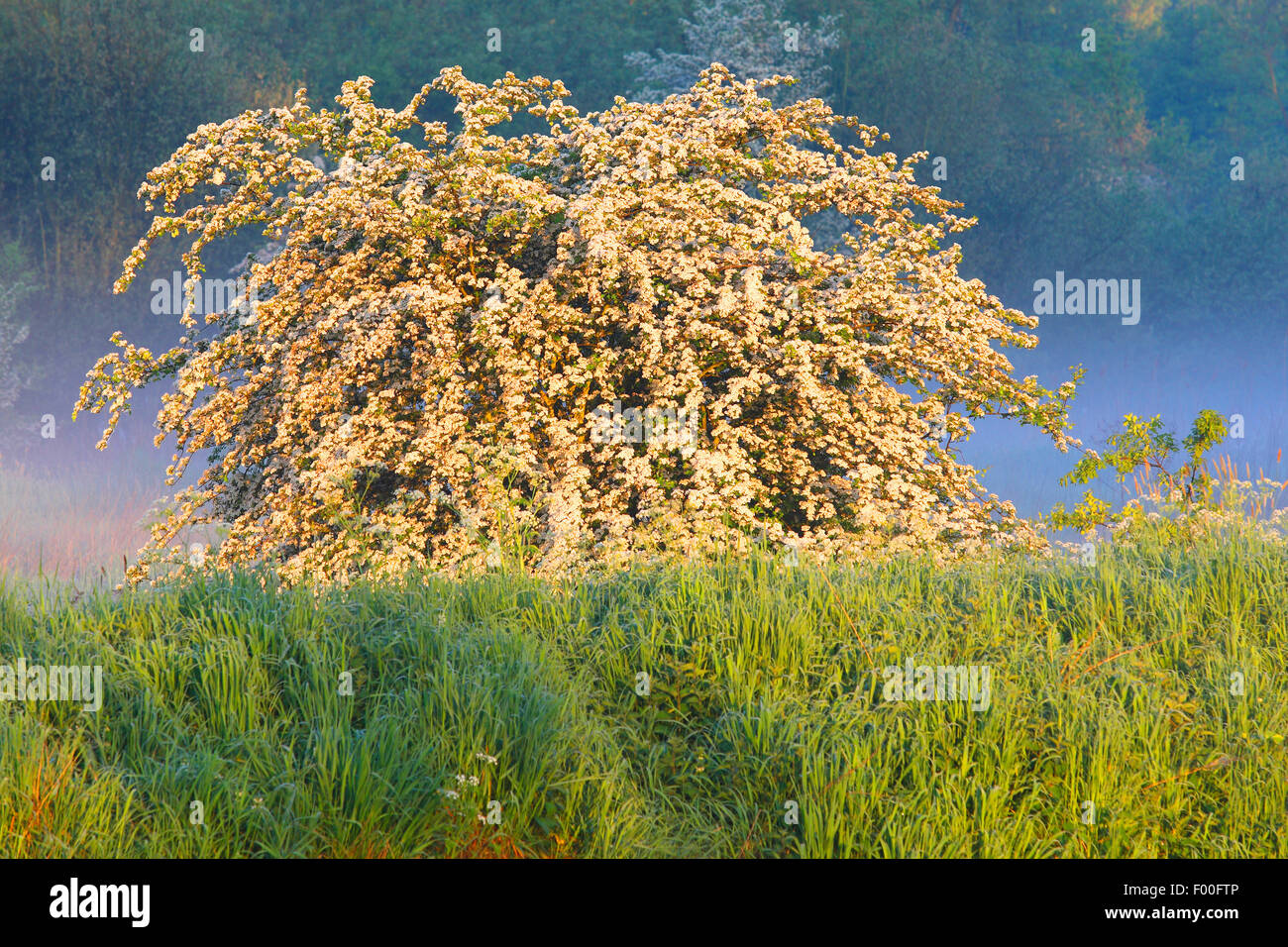 El espino común, espino singleseed, Inglés espino (Crataegus monogyna), floración, espino en la luz de la mañana con la niebla, Bélgica Foto de stock