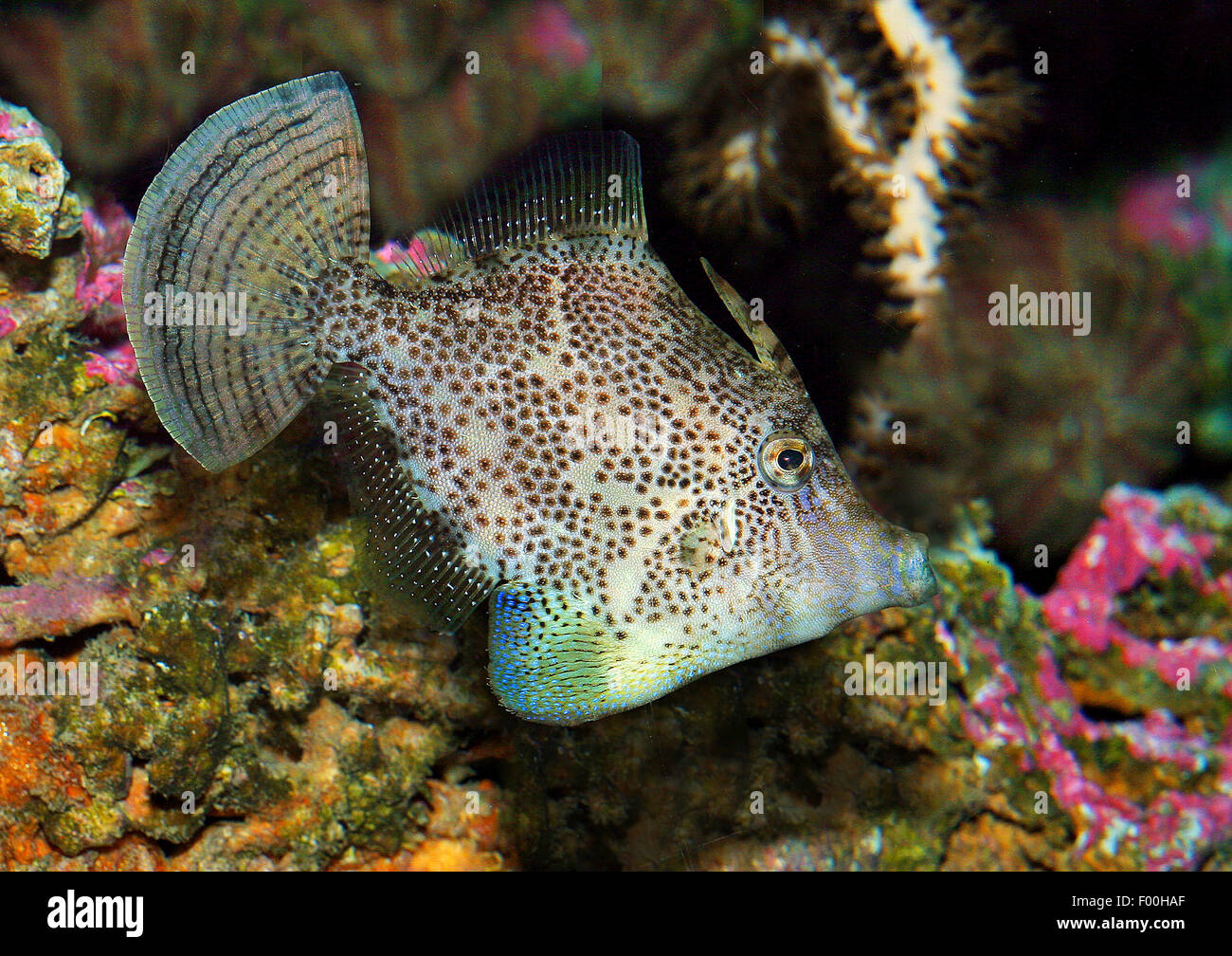 Correa de la maleza (Pseudomonacanthus macrurus filefish), natación Foto de stock