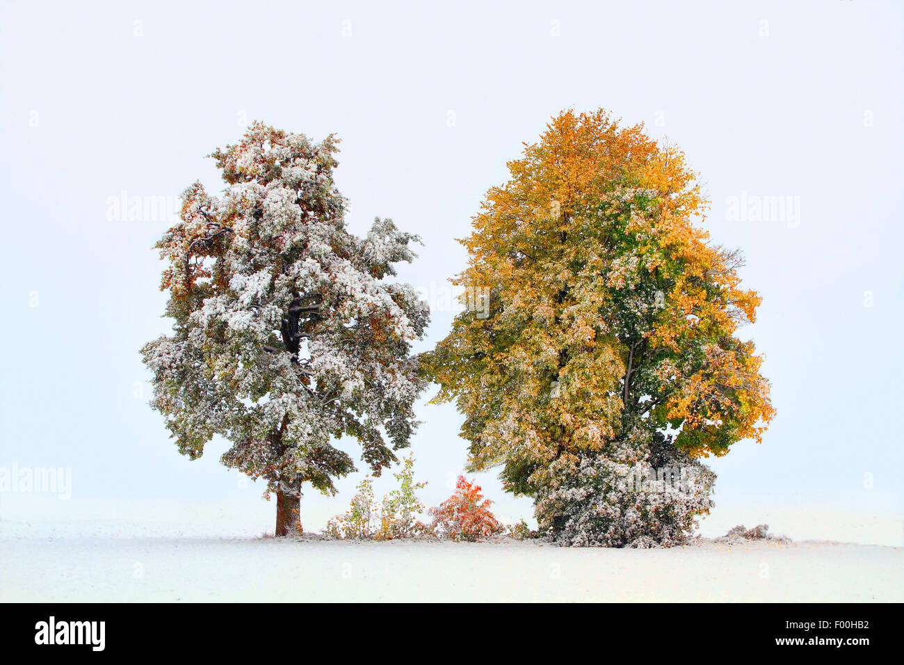 En otoño los árboles de la primera nieve, octubre, Alemania Foto de stock