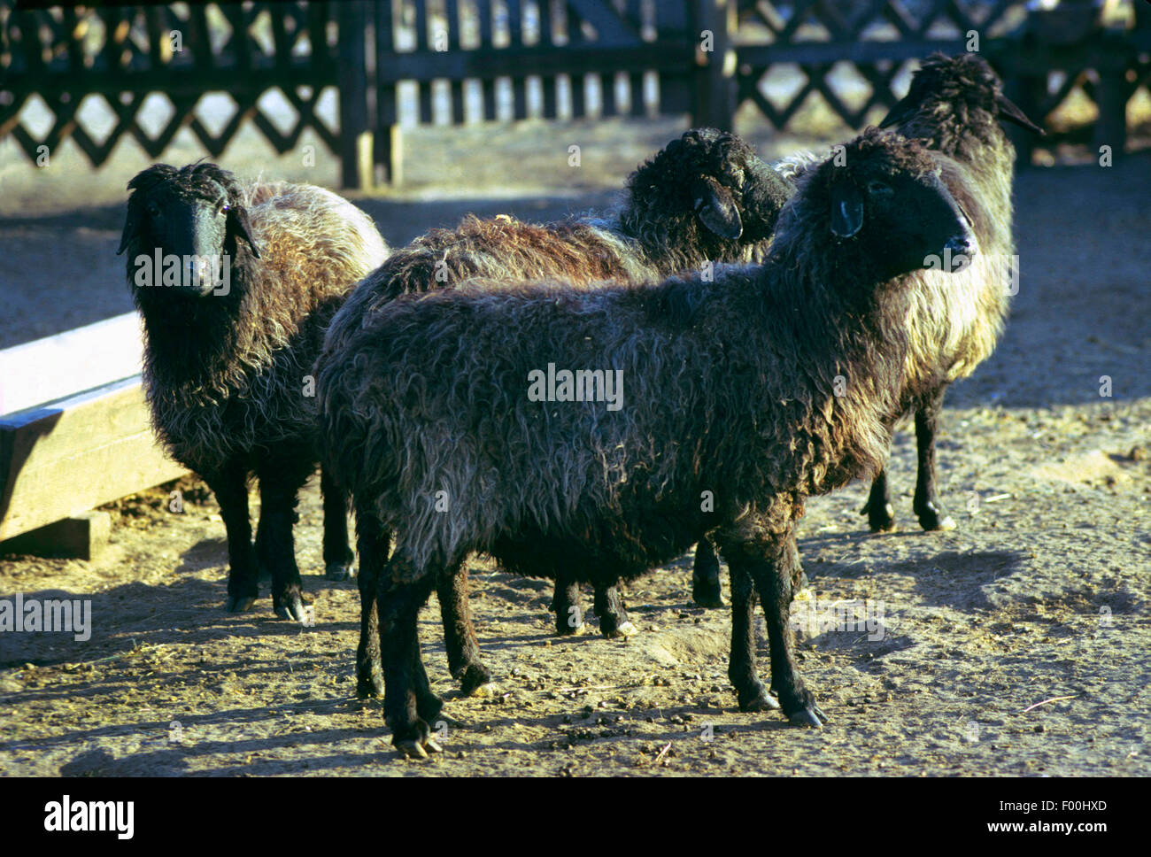 Ovejas Karakul (Ovis ammon f. ARIES) ovejas karakul, en un zoológico Foto de stock