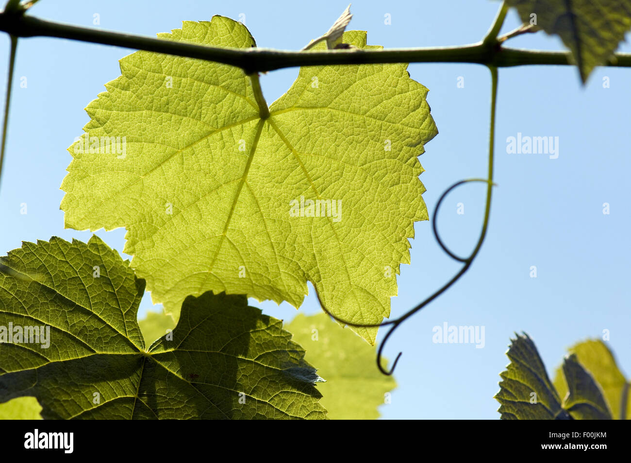 Weinblatt; Weisser Wein;;; Kulturpflanze Heilpflanze Nutzpflanze; Vitis vinifera; Foto de stock
