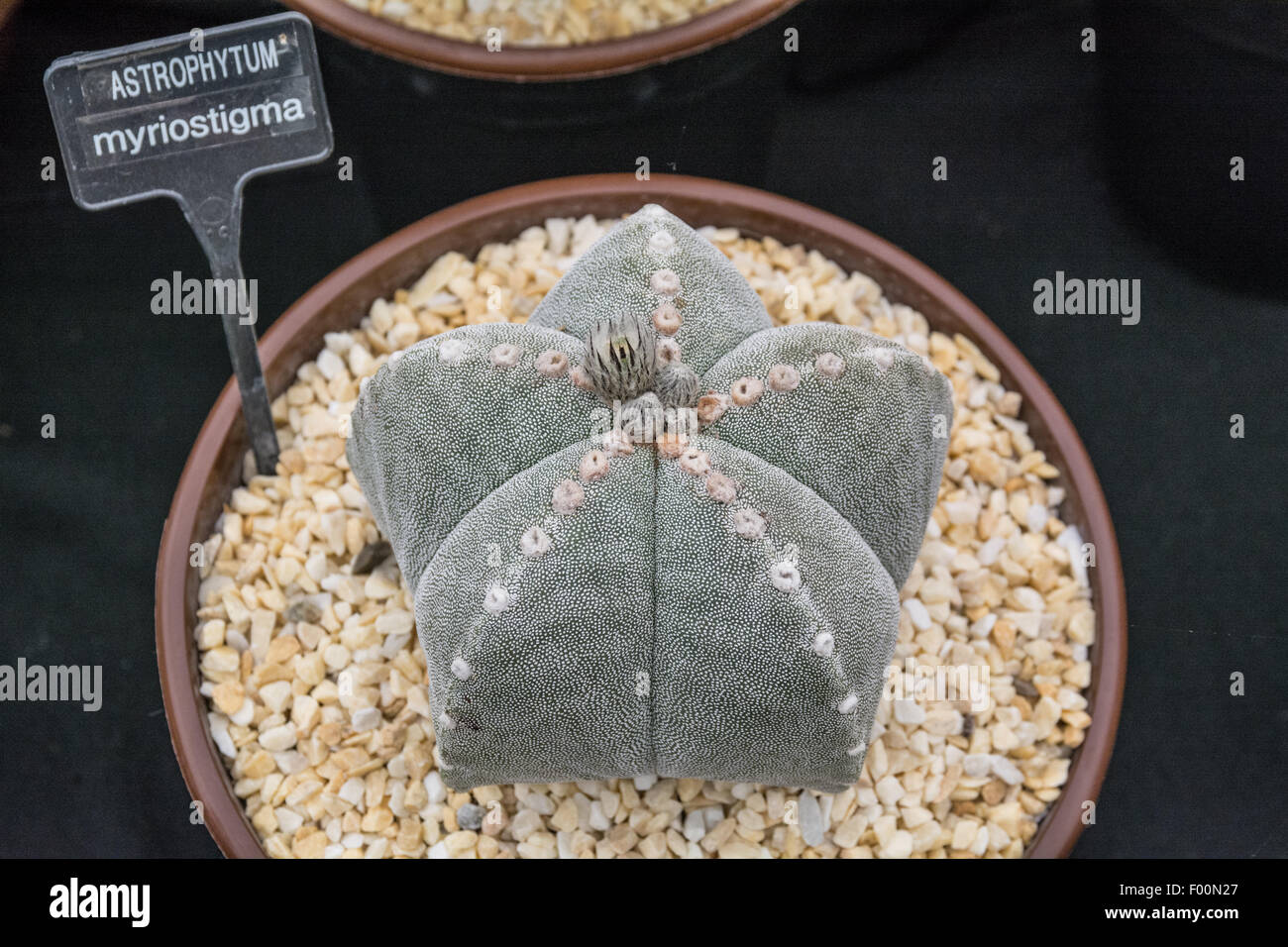 Astrophytum myriostigma cactus Foto de stock
