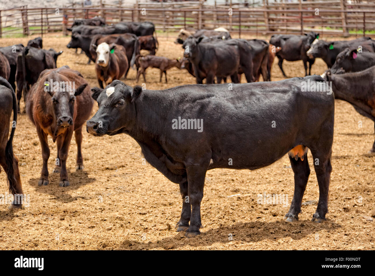 Corral de ganado - Utah Foto de stock