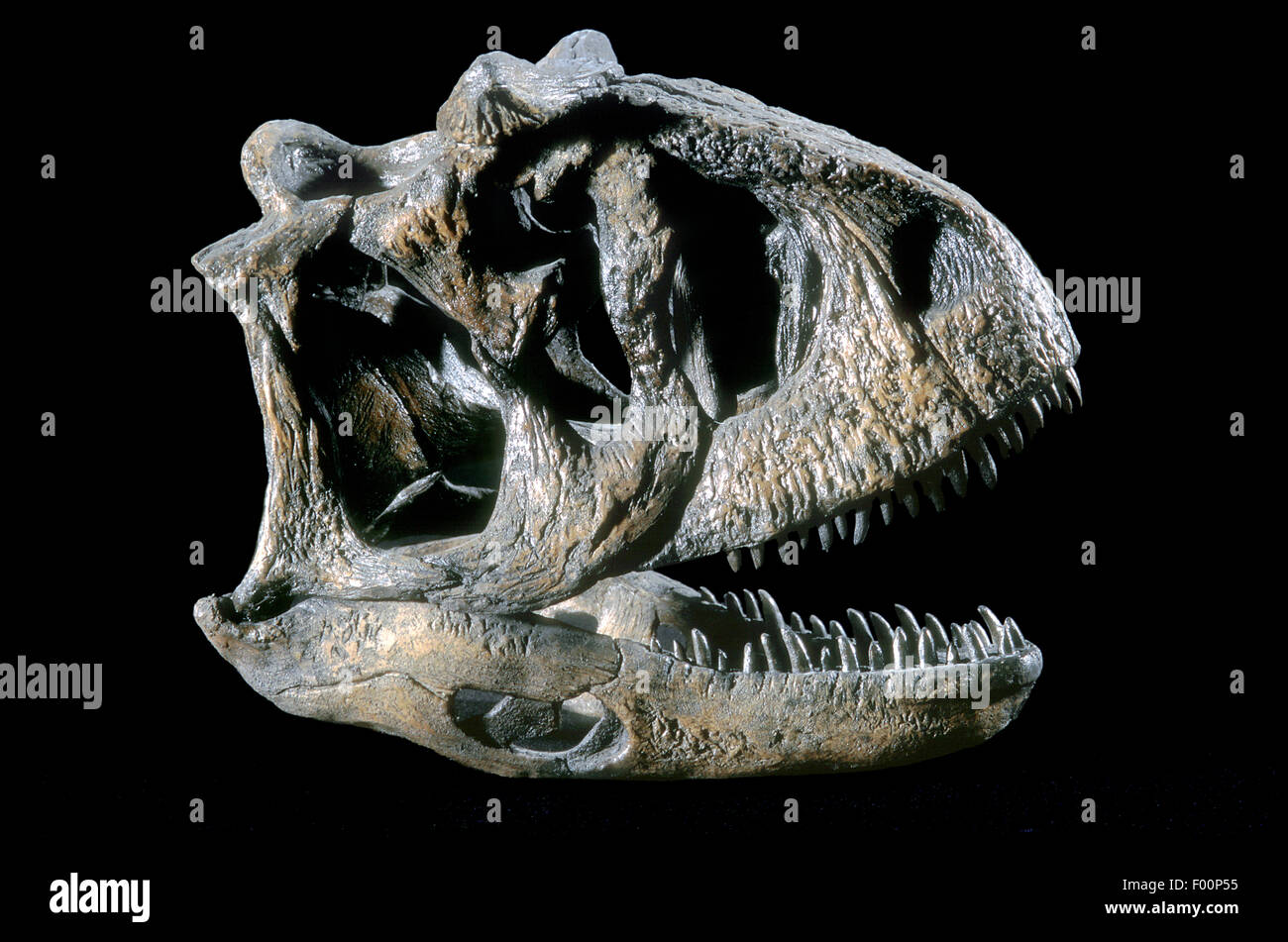 Carnotaurus fotografías e imágenes de alta resolución - Alamy Carnotaurus fotografías e imágenes de alta resolución - Alamy