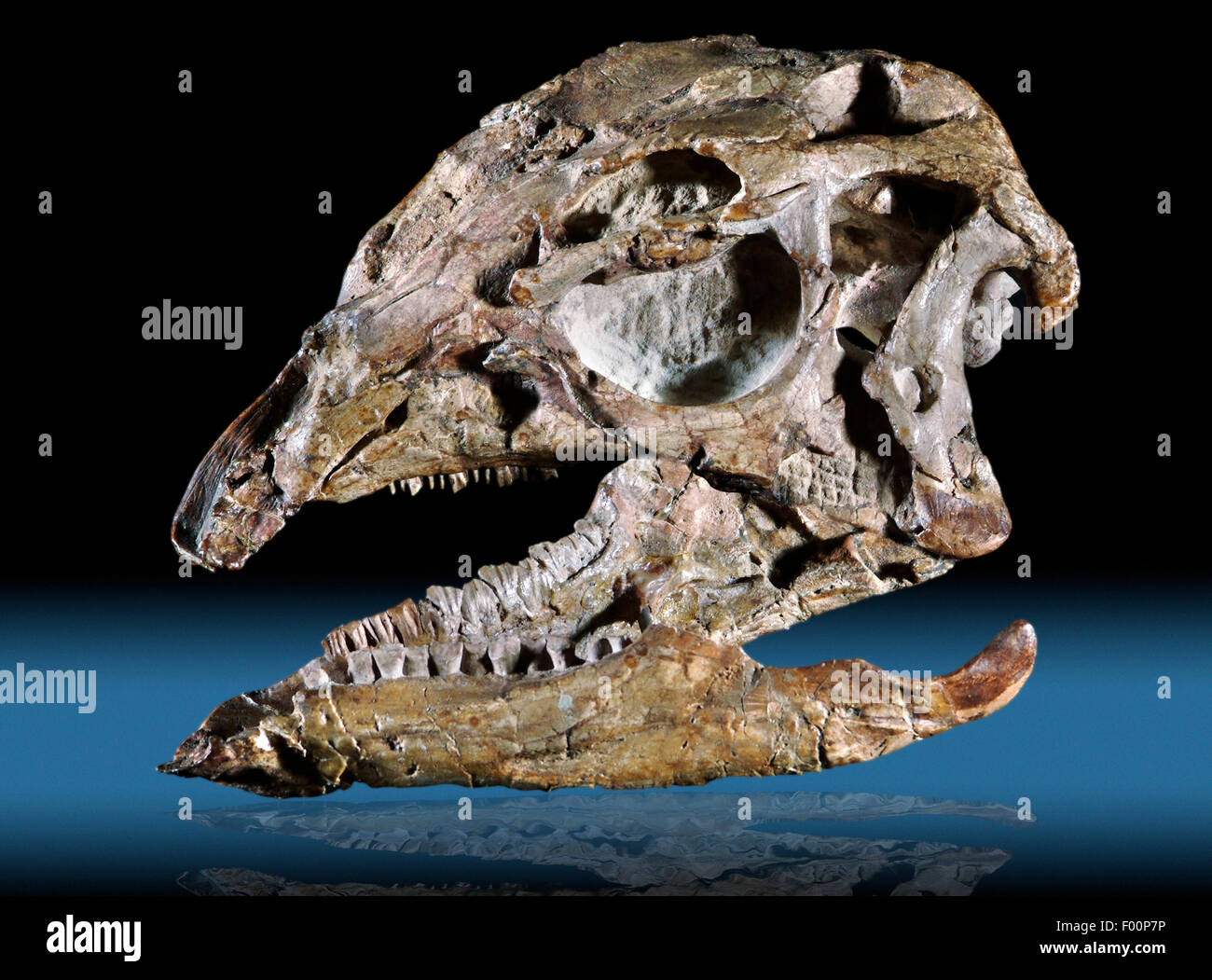 Cráneo fósil y mandíbula, Dryosaurus altus, Jurásico Superior, Formación Morrison, Dinosaur National Monument, Utah Foto de stock