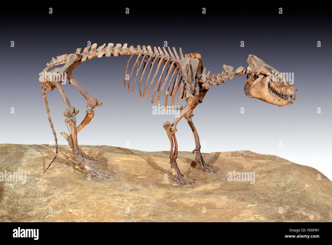 Fósil, Merycoidodon Oreodont culbertsoni, oriente el Oligoceno, Nebraska Foto de stock