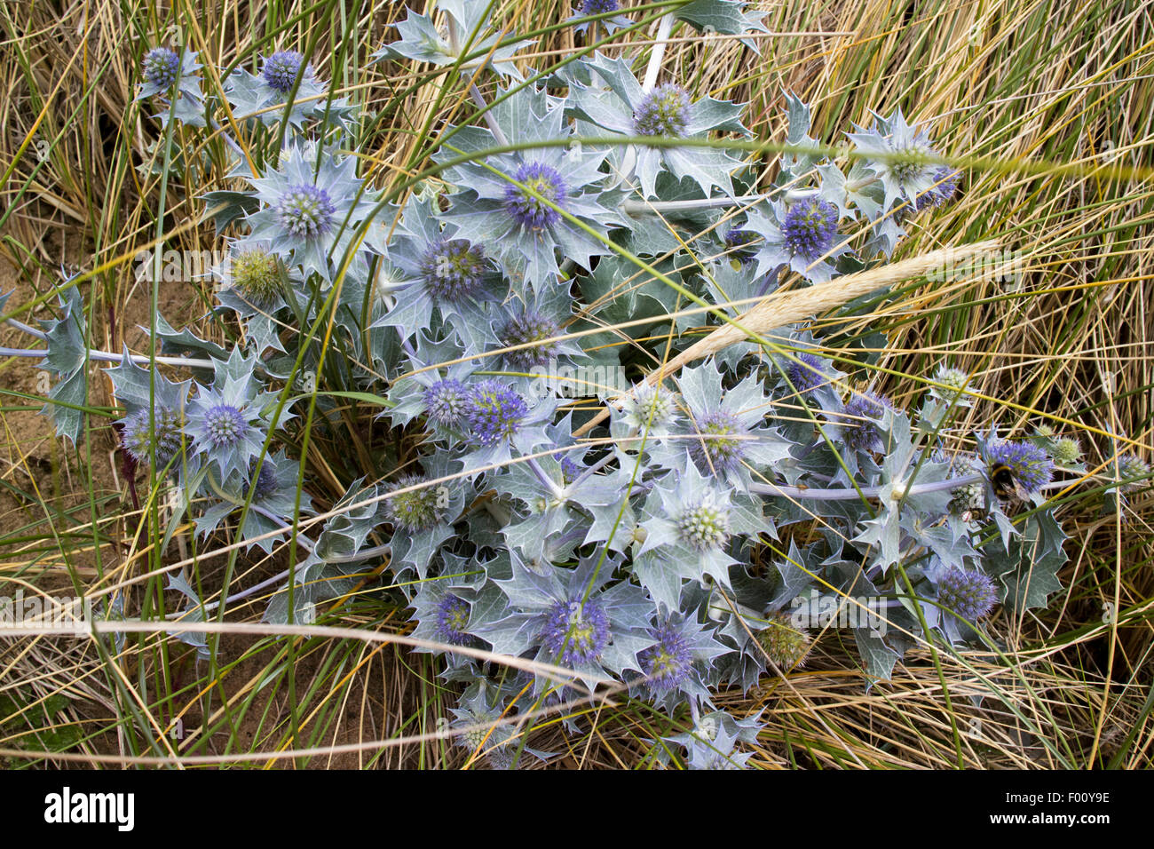 Mar holly eryngium maritimum planta sobre las dunas en la playa de Warren prestatyn seic al norte de Gales, Reino Unido Foto de stock