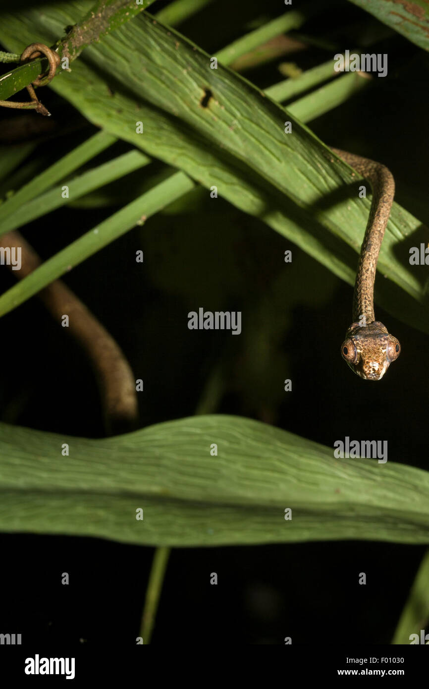 Árbol de cabeza romo Aplopeltura snake (BOA). Foto de stock