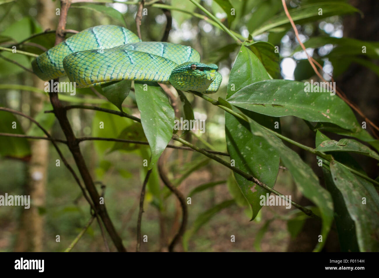 Wagler's pit viper (Tropidolaemus wagleri) en la rama de un árbol. Foto de stock