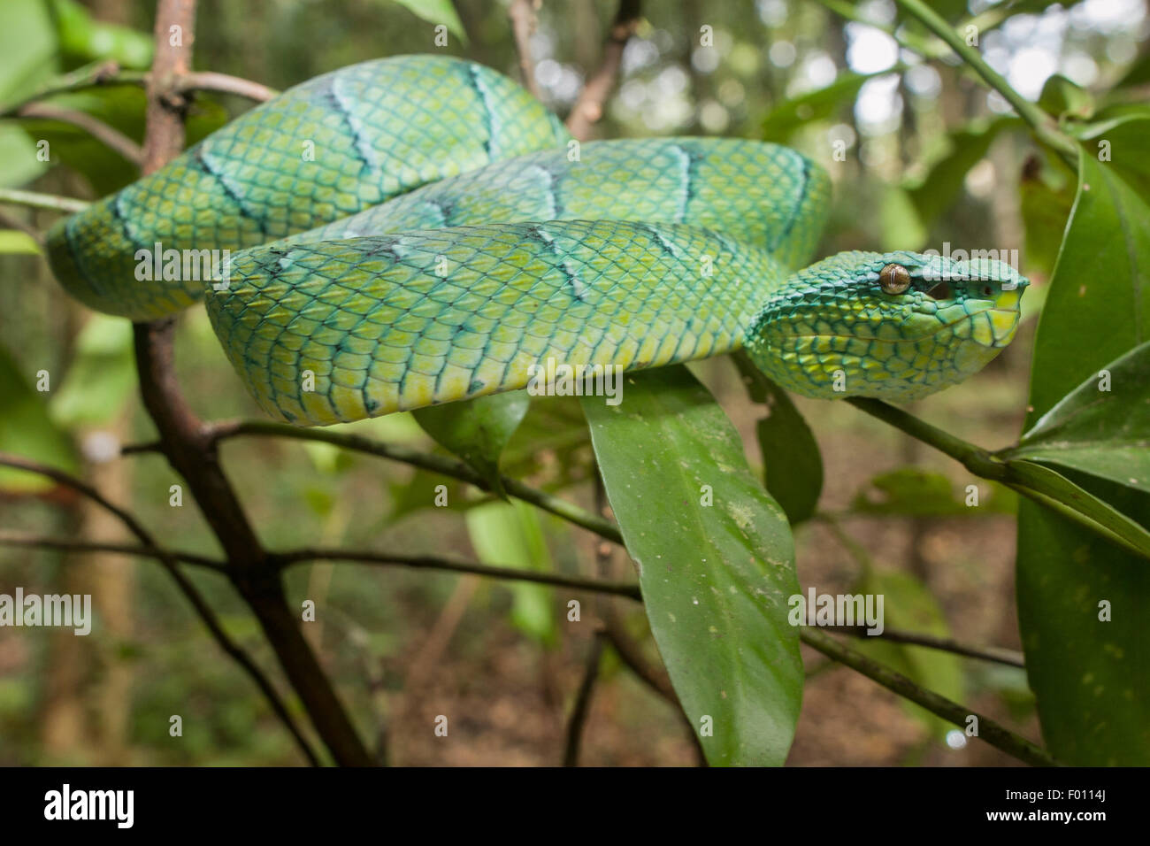 Wagler's pit viper (Tropidolaemus wagleri) en la rama de un árbol. Foto de stock