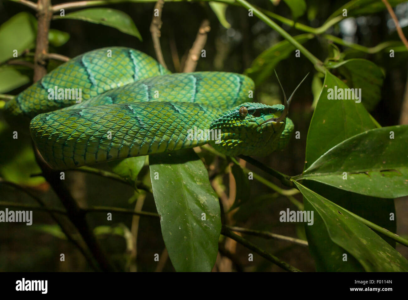 Wagler's pit viper (Tropidolaemus wagleri) con su lengua, encaramado en la rama de un árbol. Foto de stock