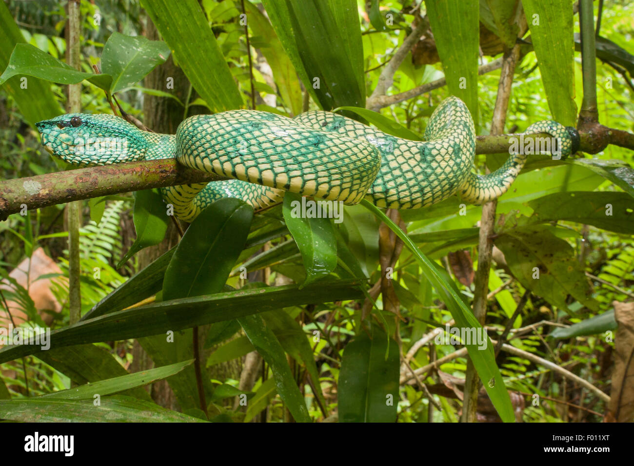 Cerca de una salvaje Wagler's pit viper (Tropidolaemus wagleri) en la rama de un árbol. Foto de stock