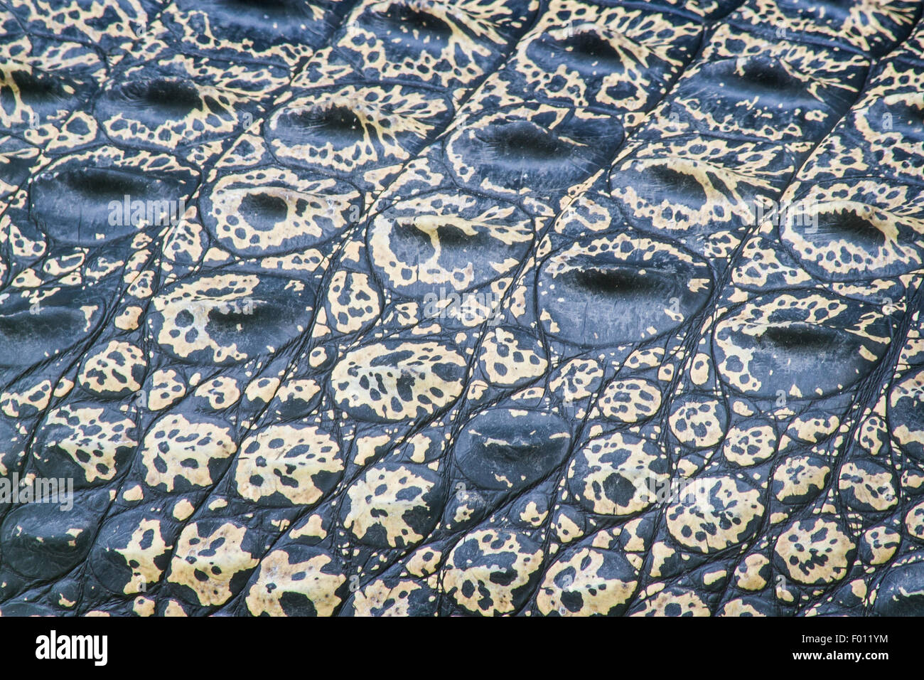 Close-up de piel de cocodrilo de agua salada. Foto de stock
