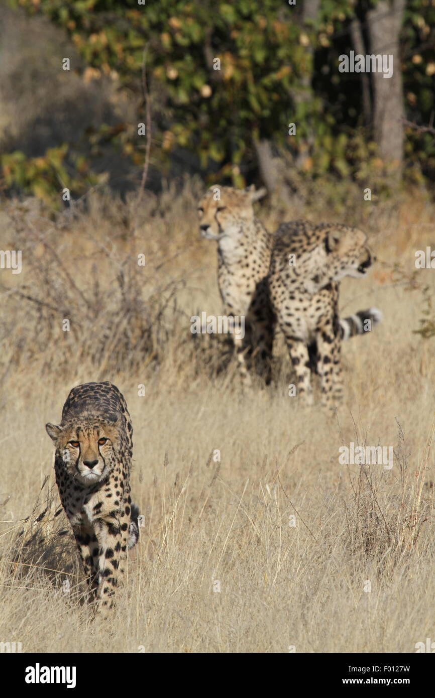 Los guepardos en Namibia, África Foto de stock