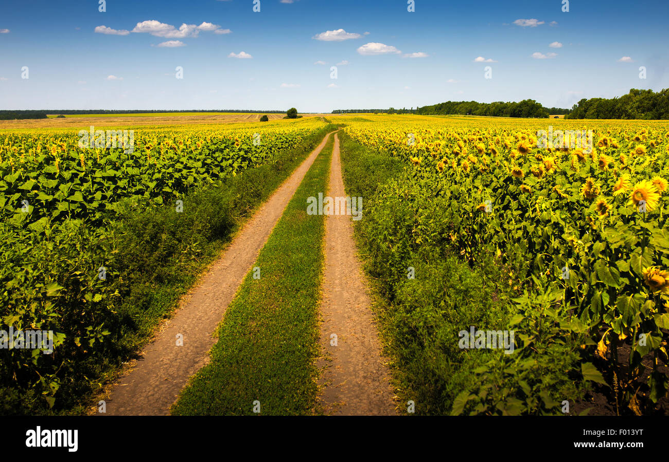 Paisaje de verano con un campo de girasoles Foto de stock